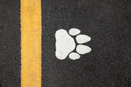 dog footprintの写真素材