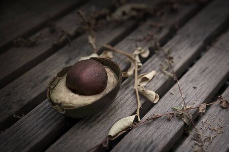 Avocadoの写真素材