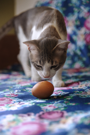 cats huntingの写真素材