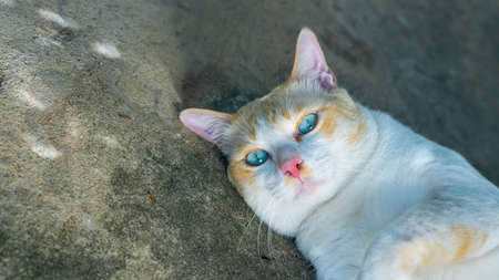 A white  cat lying on the ground.の写真素材