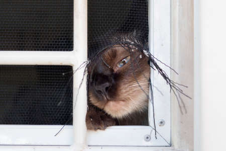 The cat is destroying the mosquito net.の写真素材