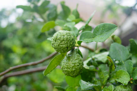Bergamot is growing in the rainy season.の写真素材