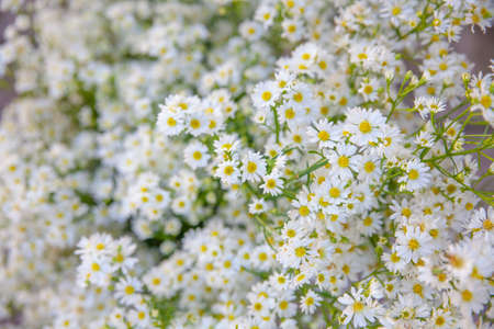 Chamomile.A herbal medicine of the pastの写真素材