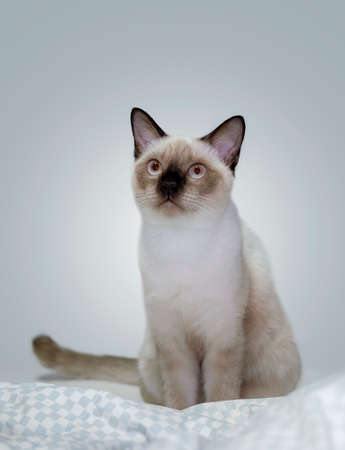 Siamese cat Sit and look upの写真素材
