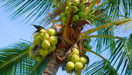 Coconut farming by farmers in Thailand