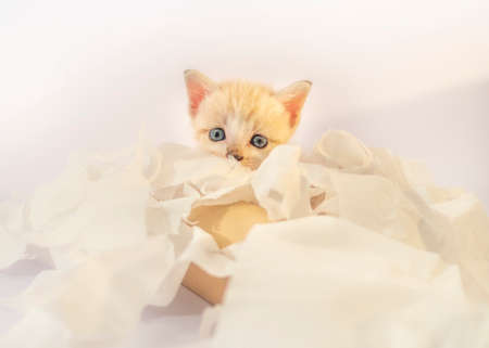 The kitten is training to bite the tissueの写真素材