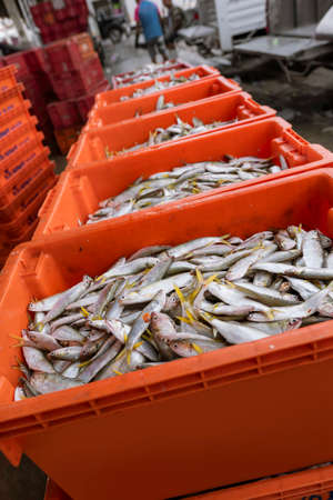 Mahachai Subdistrict, Samut Sakhon Province, Thailand November 05,2020.Small fish in an orange pickup truck for the feed processing industry.の写真素材