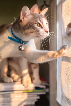The cat is trying to open the doors by them itself.の写真素材