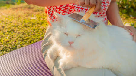 White Persian Cat Shedding and Grooming Hair in morning yard.Hair Removal Combの写真素材