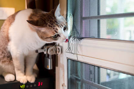 The cat tried to open the door by herself, using her sharp teeth to tear the screen off.の写真素材