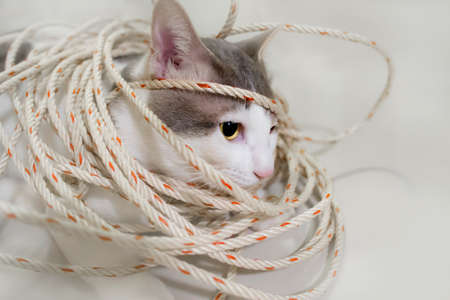 white cat tied with a rope. anti-animal cruelty conceptの写真素材