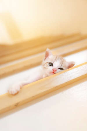 playful kitten sleeping on the stairsの写真素材