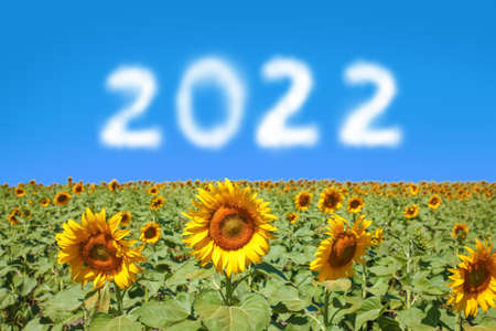sunflower field on a clear day and year 2022 in the blue sky