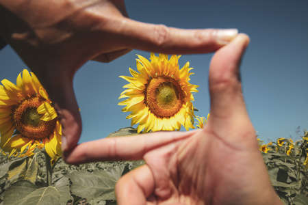 Framing hands, Photographer's hands are focusing on a sunflower field.