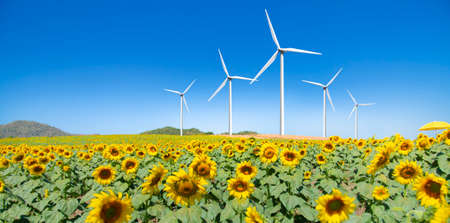 wide-angle view of a sunflower field on a clear day and wind turbine in the blue sky background.の写真素材