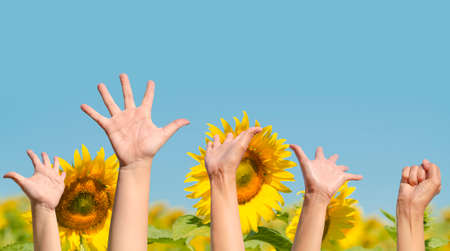 Children's hands are raised in the sky with joying. in the sunflower fieldの写真素材