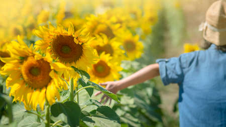 a happy woman walking in a sunflower field Her hand touched the leaf with tenderness.の写真素材