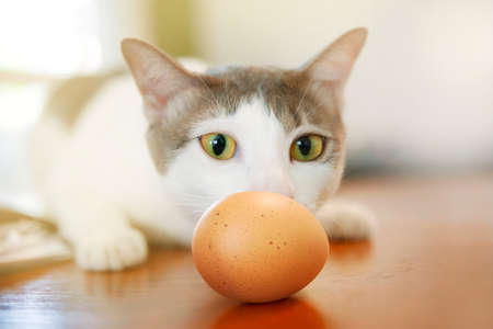 white cat playing with eggs on wooden tableの写真素材