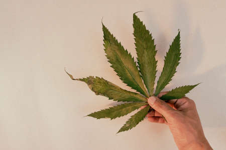Man hands holding dry marijuana leaf.の写真素材