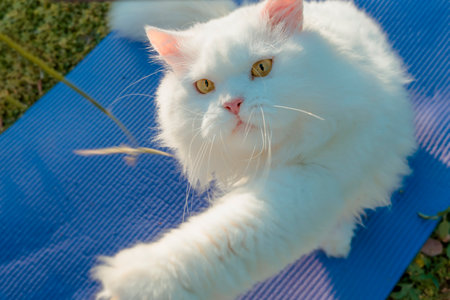 White Persian Cats are playful on yoga matsの写真素材