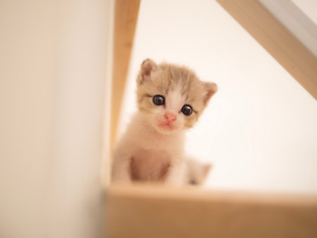 A serious kitten looks down from the stairs with curiosity.の写真素材