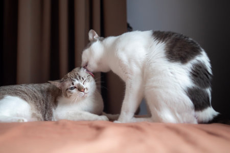 Two cats Cleaning each other by licking hair.の写真素材