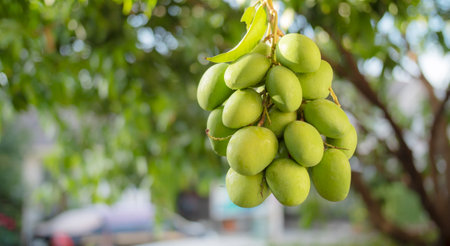rich green mango from tropical farmsの写真素材