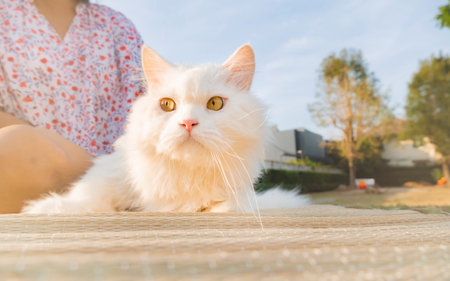 woman playing with White Persian cats in morning yard.の写真素材