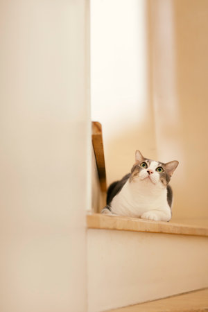Tabby cats looking up from the stairs of the houseの写真素材