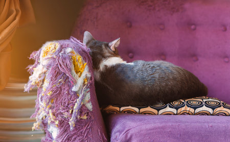 cats scratch furniture, scratch at the corner of the couch and sleeping in behind.の写真素材