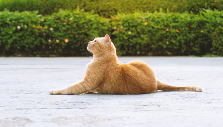 Ginger tabby cat sitting on the streetの写真素材