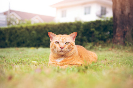Ginger cat sitting in garden are looking to camera