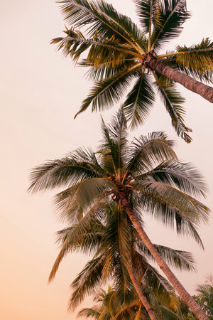 Coconut palm tree with beautiful sky background - Vintage filter effectの写真素材