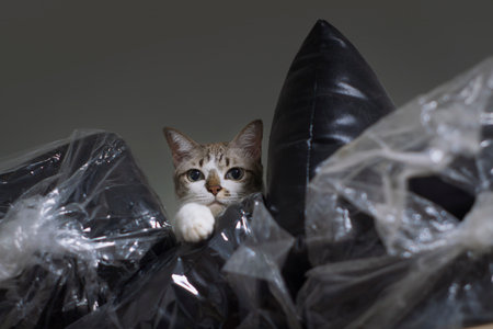 little cat hiding in plastic garbageの写真素材