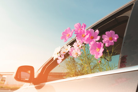 group of pink cosmos flowers sticking out of the car window in sunset.の写真素材