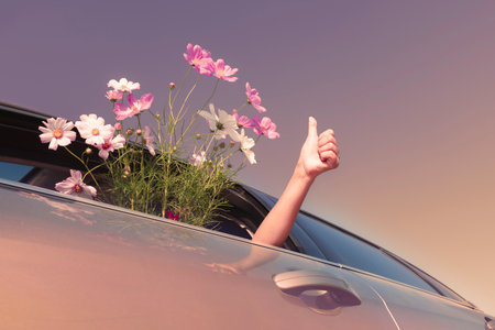 Woman giving thumbs up and group of pink cosmos flowers in her carの写真素材