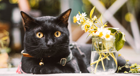 black color cats with orange eyes lying in garden are looking at the camera.の写真素材