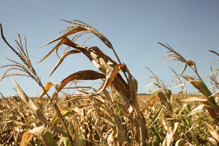 Corn fields dry from drought and global warming conditions. Dried up bodies of water.