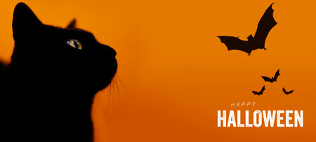 A black cat looks at a flock of bats on a happy Halloween night.の写真素材