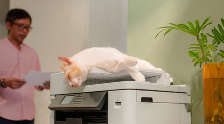 Cats sleeping on a multifunction laser printer in the home office. and office worker in behind. Heartwarming relationships between people and their beloved pets.の写真素材