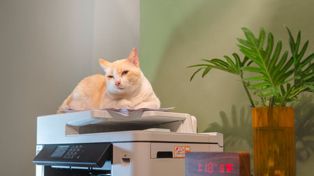 Cats sitting on a multifunction laser printer in home-office documents or paperwork. Secretary work. Print technology. Photocopy.の写真素材