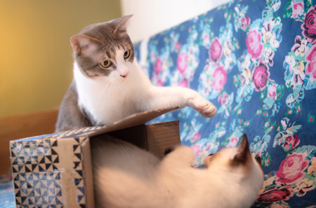 Tabby cats playing with a young Siamese cat in a cardboard box.