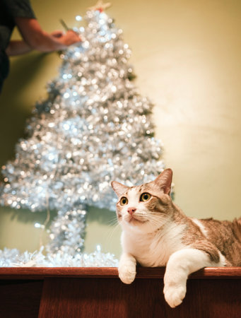 Christmas tree decoration with decorative rainbow lighting and cat at homeの写真素材