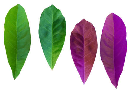 green leaf and purple leaf of Ixora tree isolated on white background