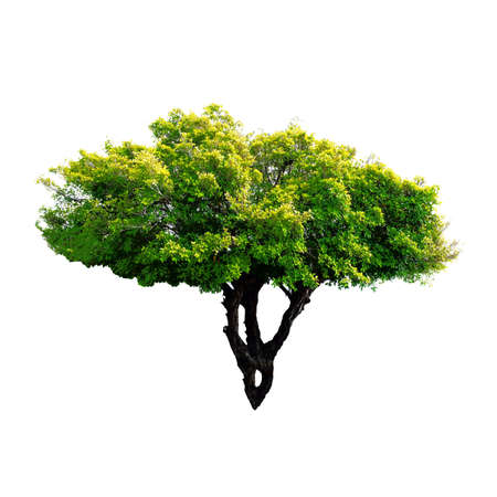 Ficus benjamina tree isolated on white background
