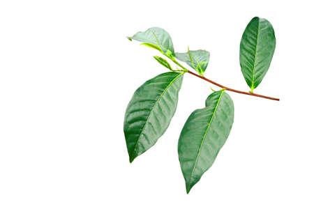 young shoots of Camellia sinensis (L.) Kuntze var. assamica (J.W. Mast.) Kitam tree isolated on white backgroundの写真素材