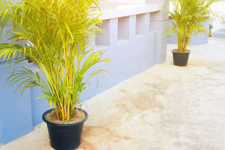 Decoration by placing a plant pot in front of the house with Dypsis lutescens treeの写真素材