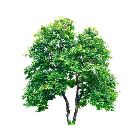 fresh green tree is isolated on white background For use in decorative design Both the garden and the architect.の写真素材