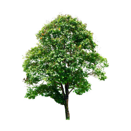 fresh green tree is isolated on white background For use in decorative design Both the garden and the architect.の写真素材