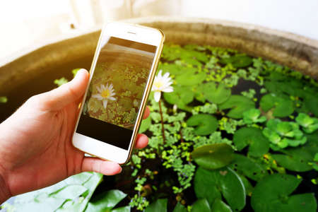 behind the scenes of take a photo white flower at garden by smartphoneの写真素材